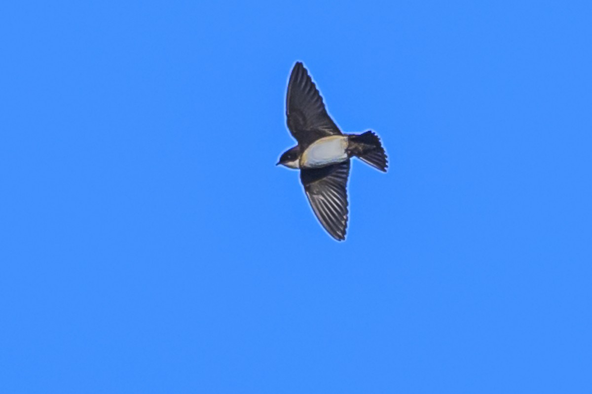 Blue-and-white Swallow - ML616839871