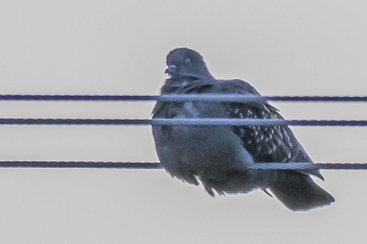 Spot-winged Pigeon - ML616839935