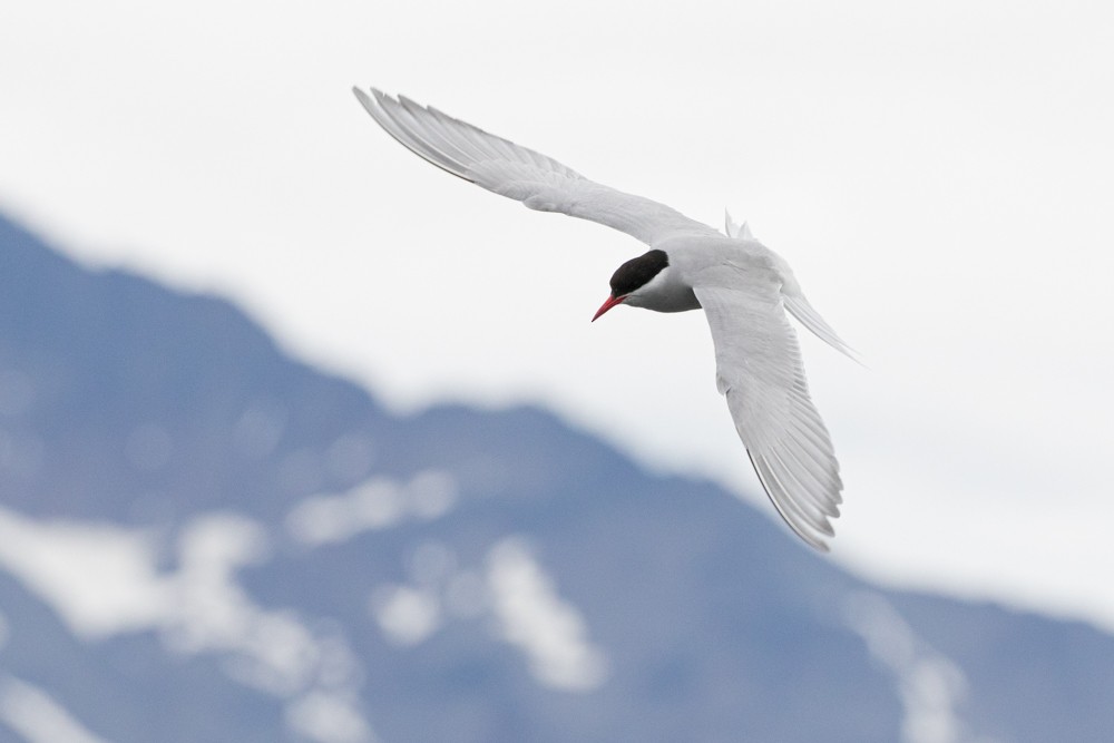 Antarctic Tern (South Georgia) - Denis Corbeil