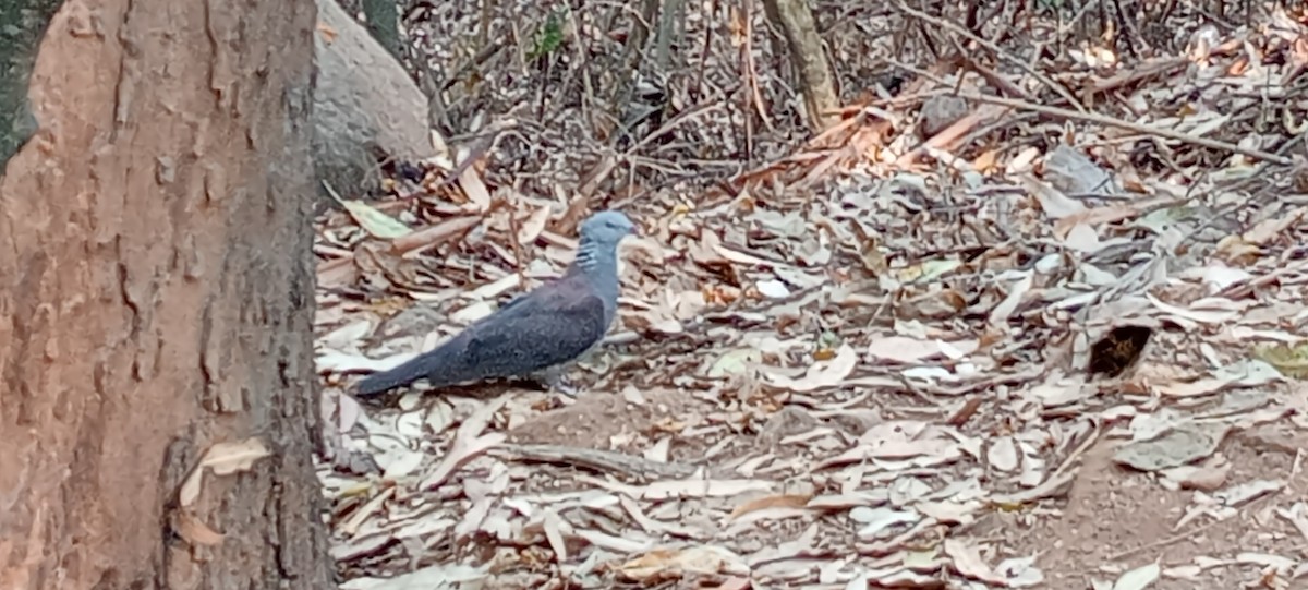 Nilgiri Wood-Pigeon - ML616840106