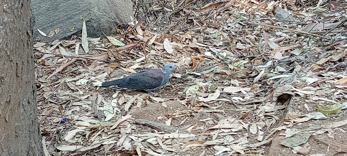 Nilgiri Wood-Pigeon - ML616840107