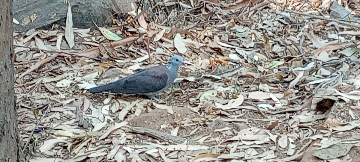 Nilgiri Wood-Pigeon - ML616840108