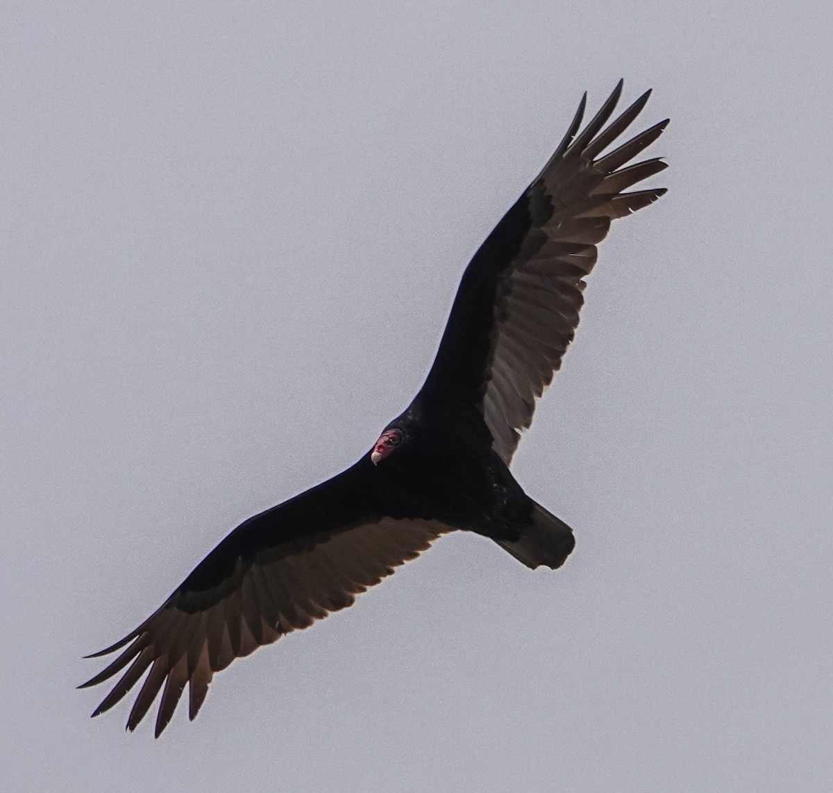 Turkey Vulture - Paul  McPartland