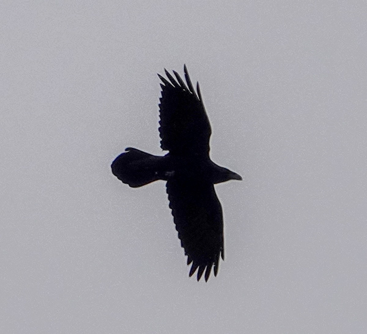 Common Raven - ML616840179