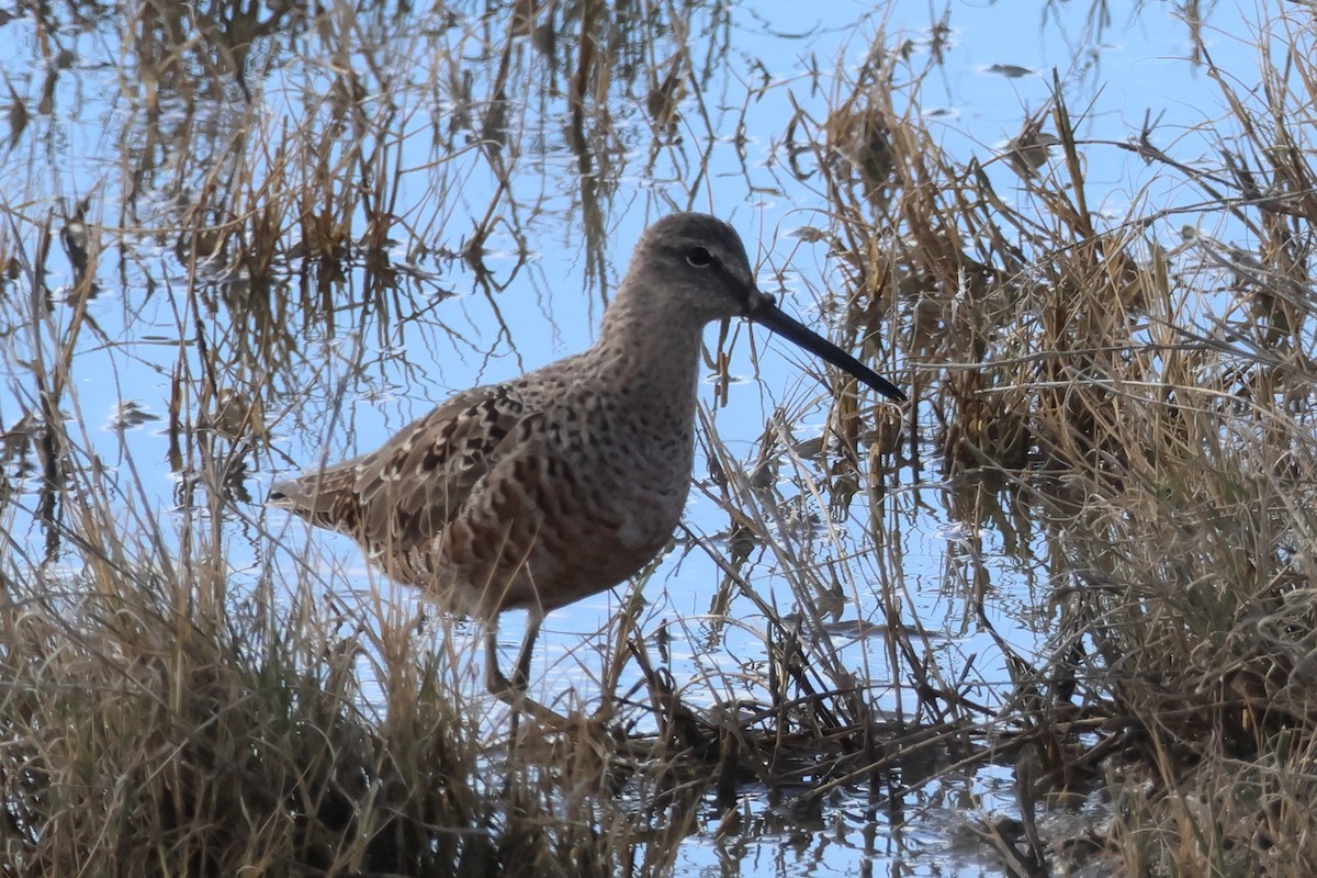 Long-billed Dowitcher - ML616840308
