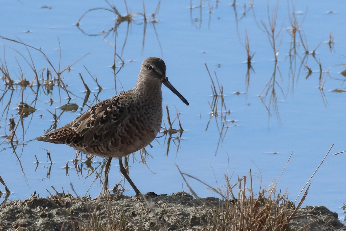 Long-billed Dowitcher - ML616840309