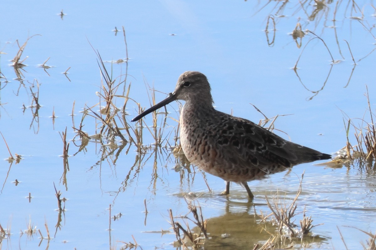 Long-billed Dowitcher - ML616840311