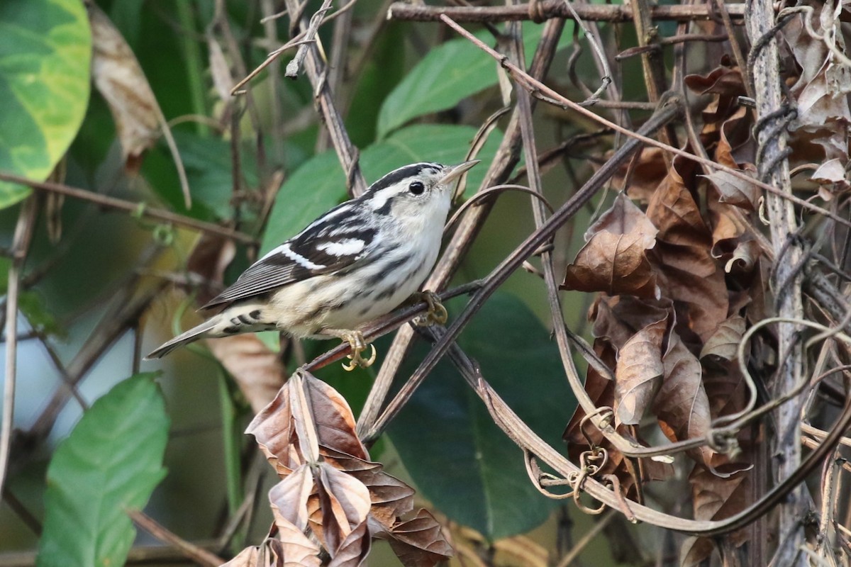 Black-and-white Warbler - ML616840417
