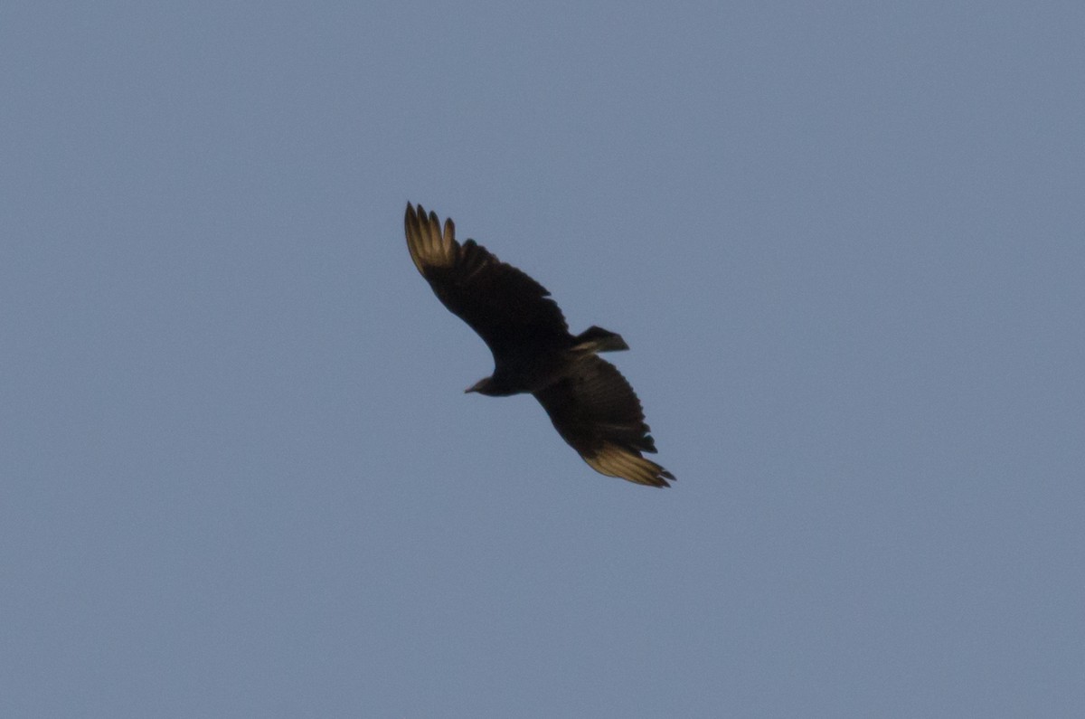 Black Vulture - ML616840437