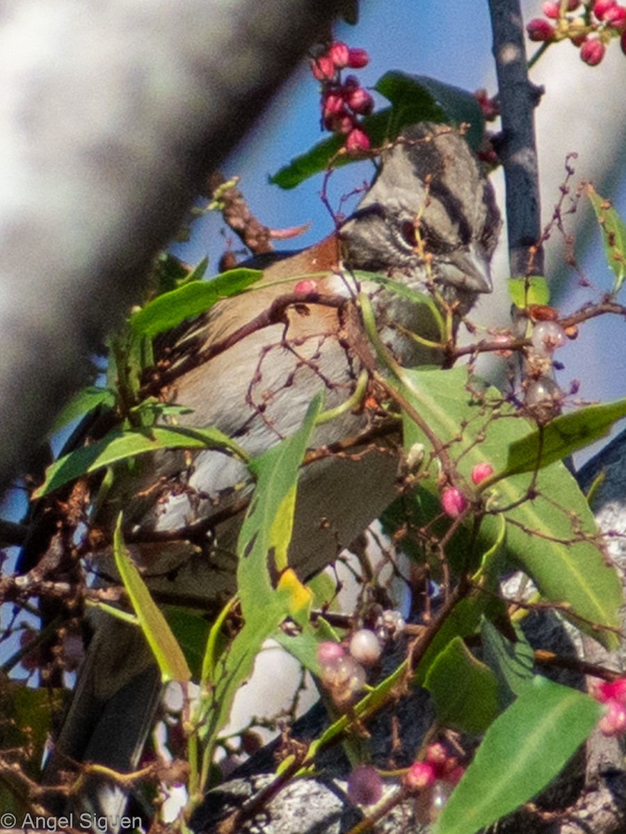 Rufous-collared Sparrow - ML616840458