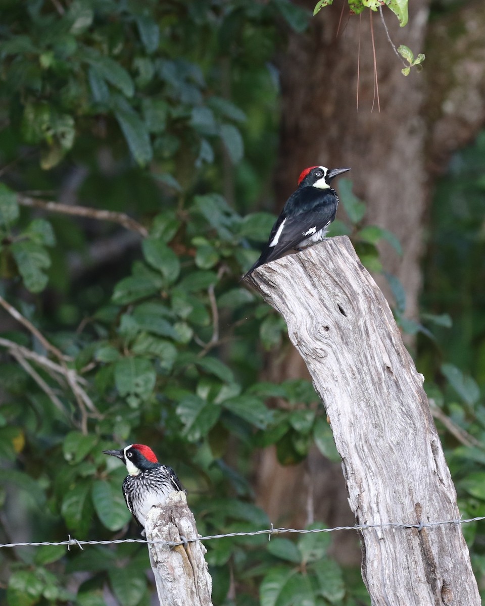 Acorn Woodpecker - David Rupp