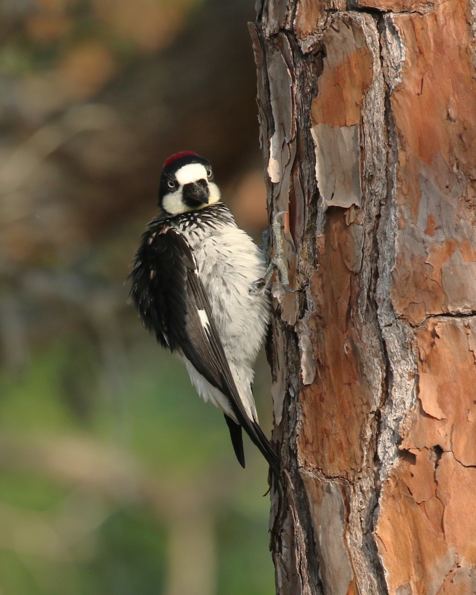 Acorn Woodpecker - David Rupp