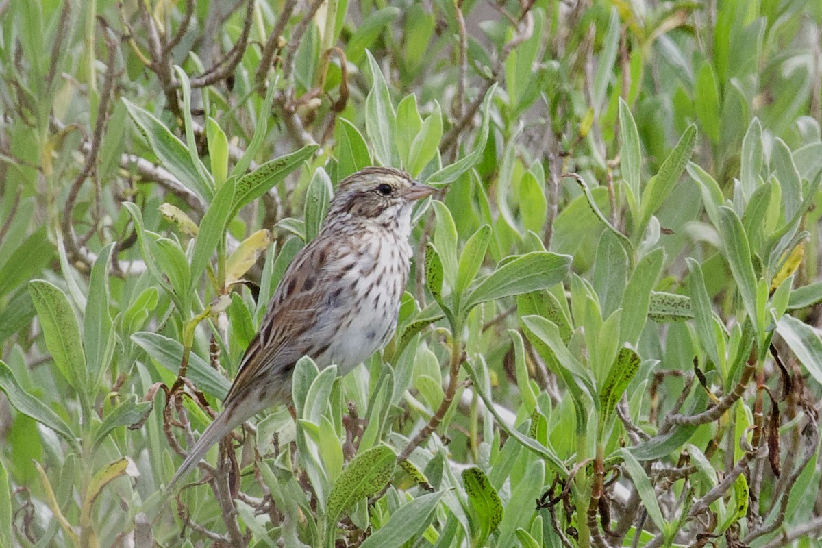 Savannah Sparrow - Tibbett Speer