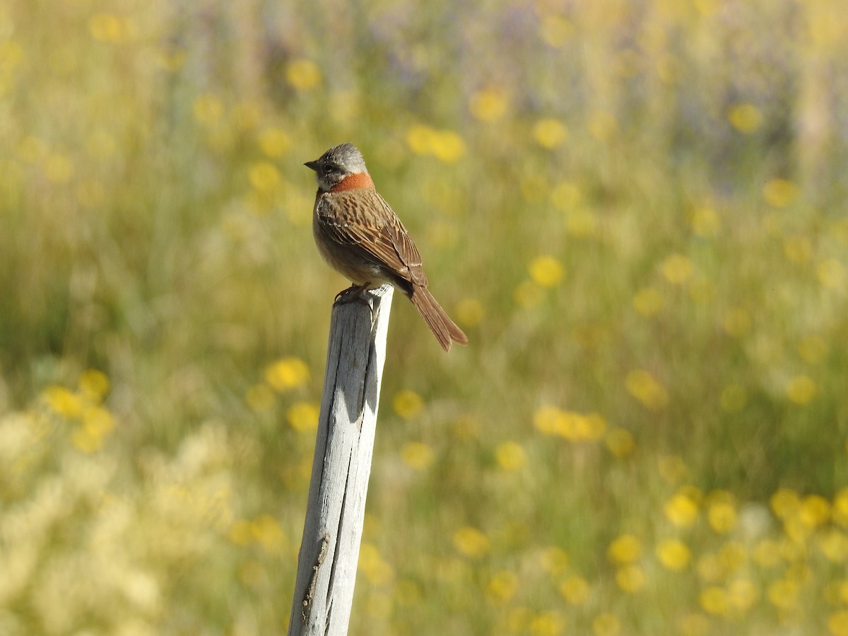Rufous-collared Sparrow - ML616840554
