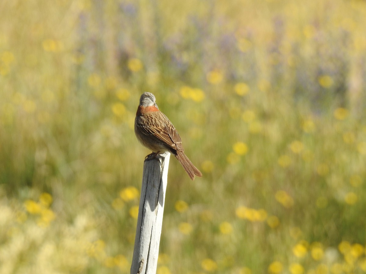 Rufous-collared Sparrow - ML616840555