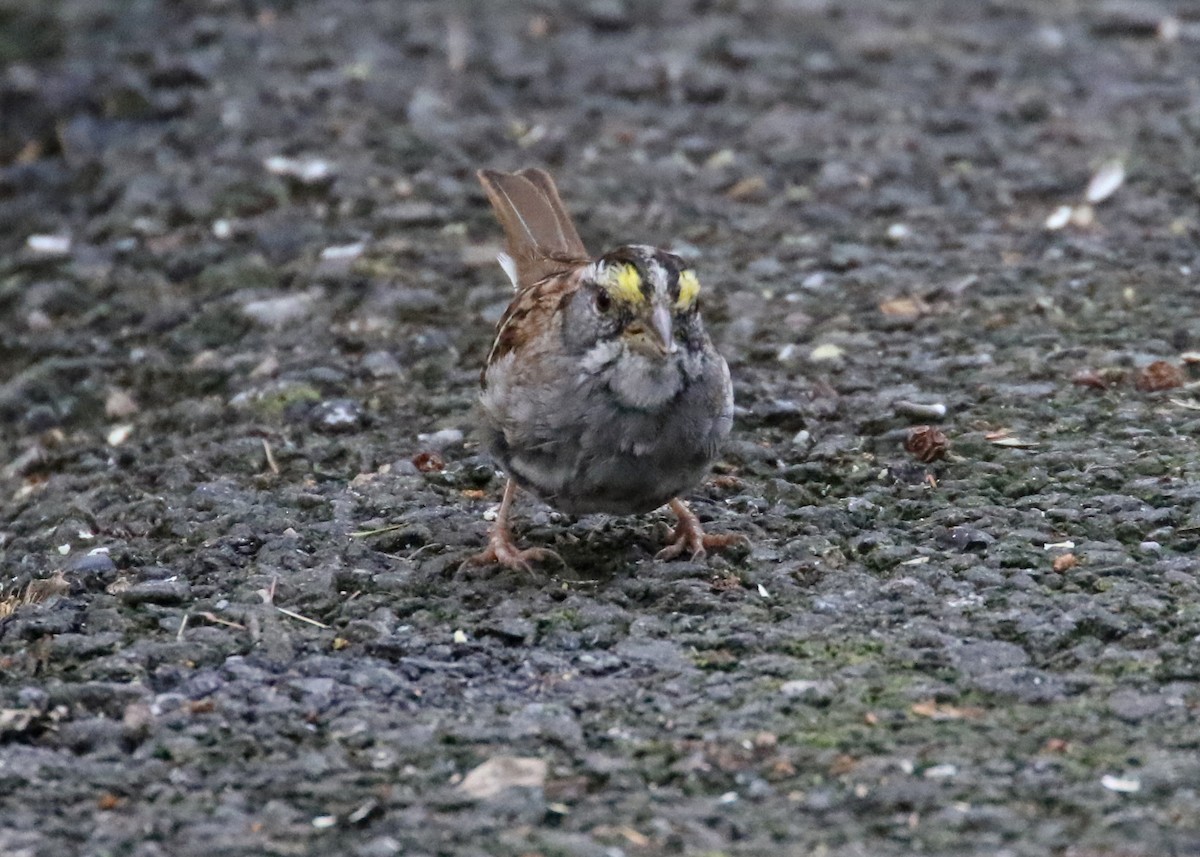 White-throated Sparrow - ML616840595