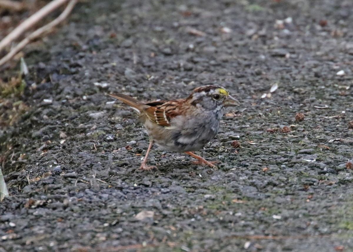 White-throated Sparrow - ML616840599
