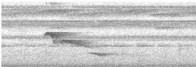 Plumbeous Kite - ML616840624