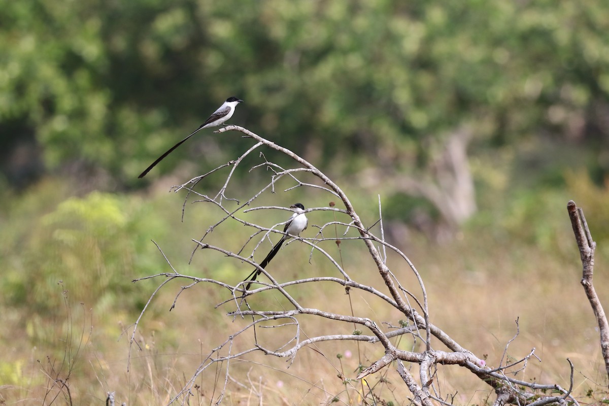 Fork-tailed Flycatcher - David Rupp
