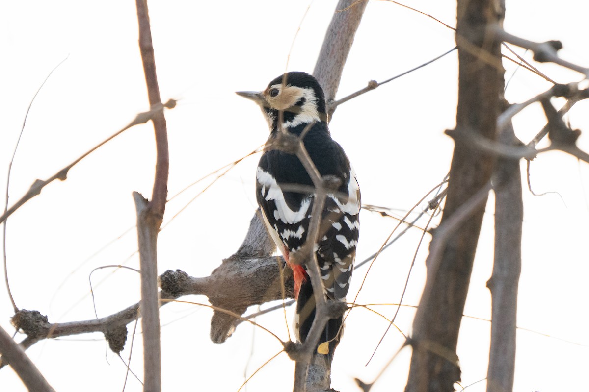 Great Spotted Woodpecker - ML616840763