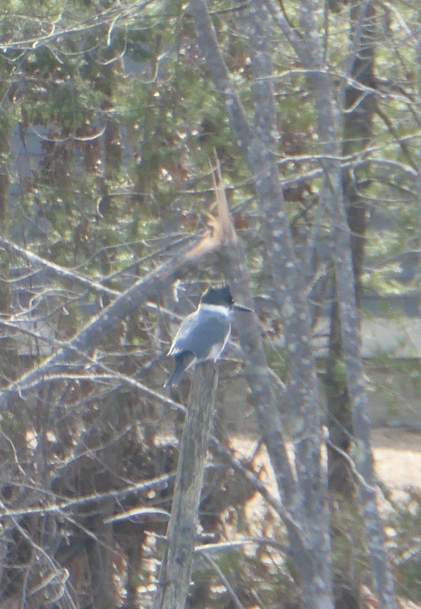 Belted Kingfisher - Cecile Boucher