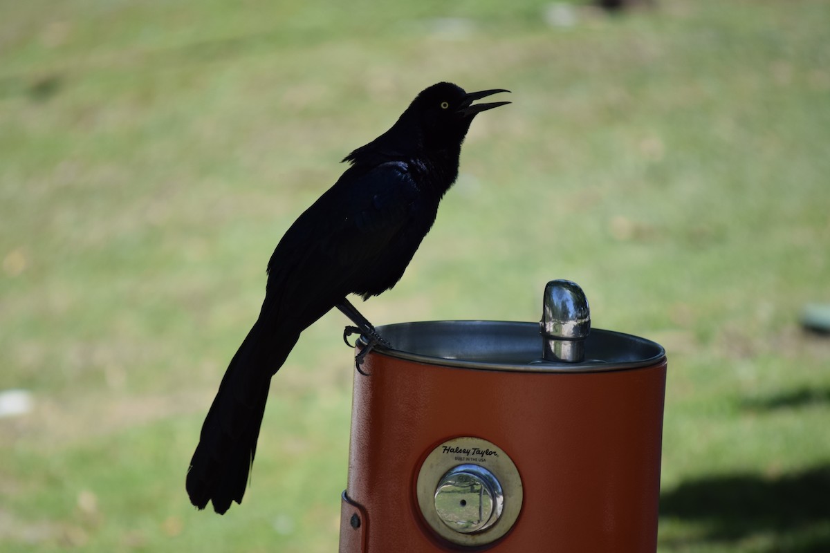 Great-tailed Grackle - ML616840899