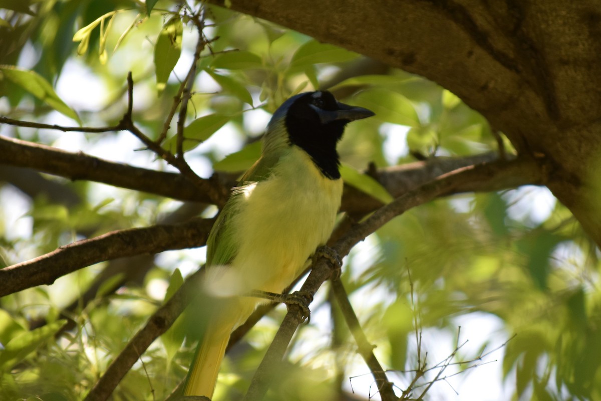 Green Jay - Kevin Lee