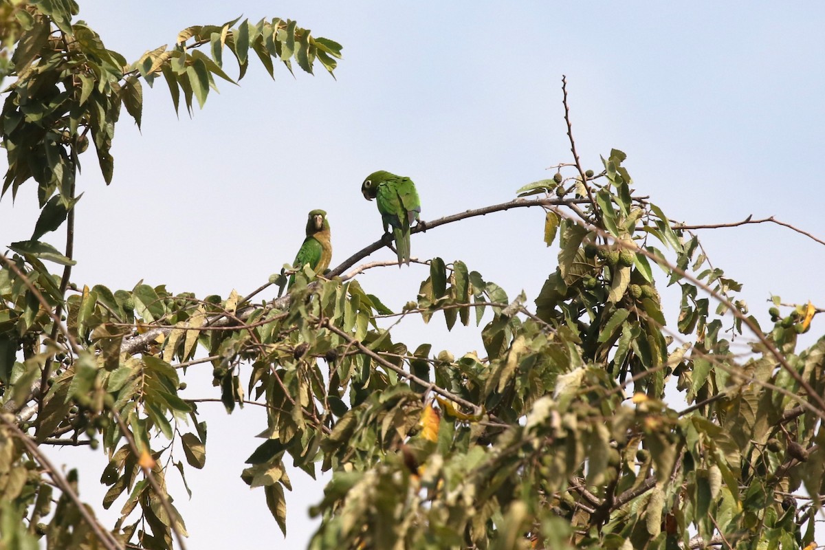 Olive-throated Parakeet - David Rupp