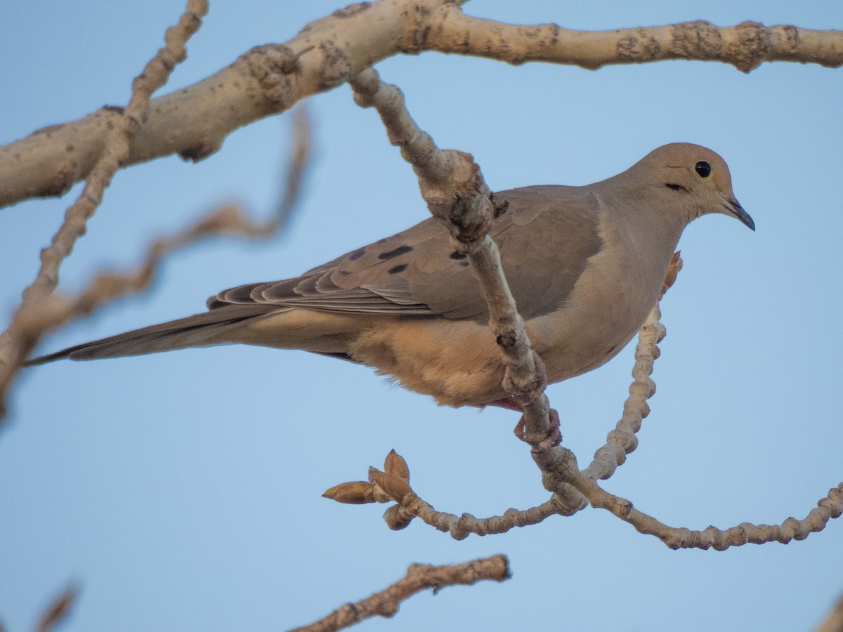 Mourning Dove - Christopher B 🦆