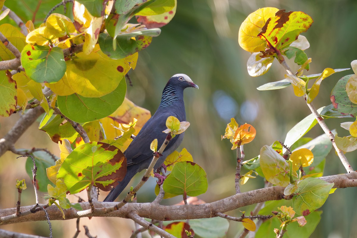 White-crowned Pigeon - ML616841154