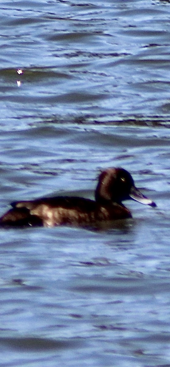 Tufted Duck - ML616841178