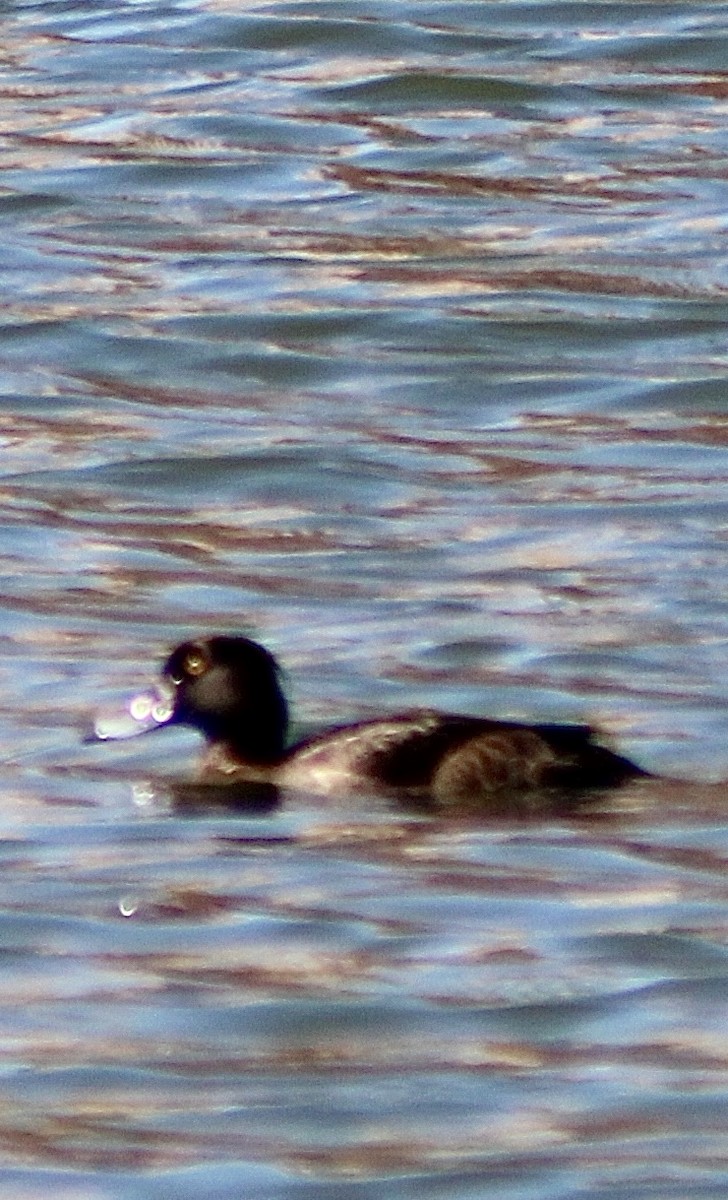 Tufted Duck - ML616841179