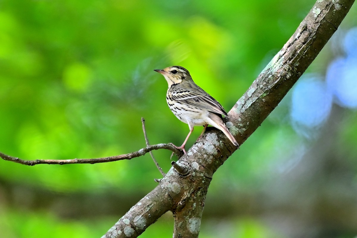 Olive-backed Pipit - ML616841199