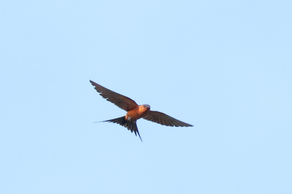 Rufous-bellied Swallow - Peter Christiaen