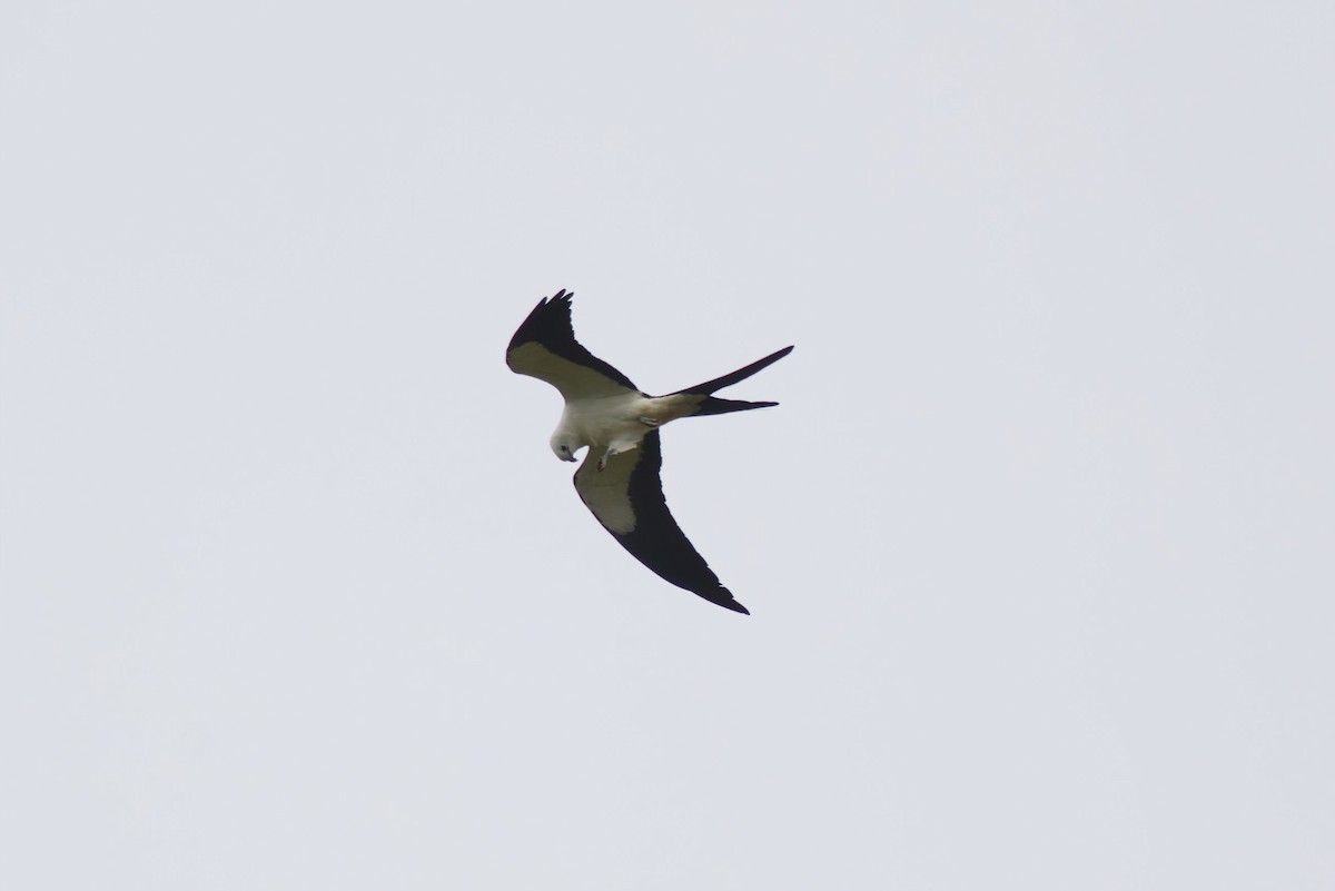 Swallow-tailed Kite - ML616841393