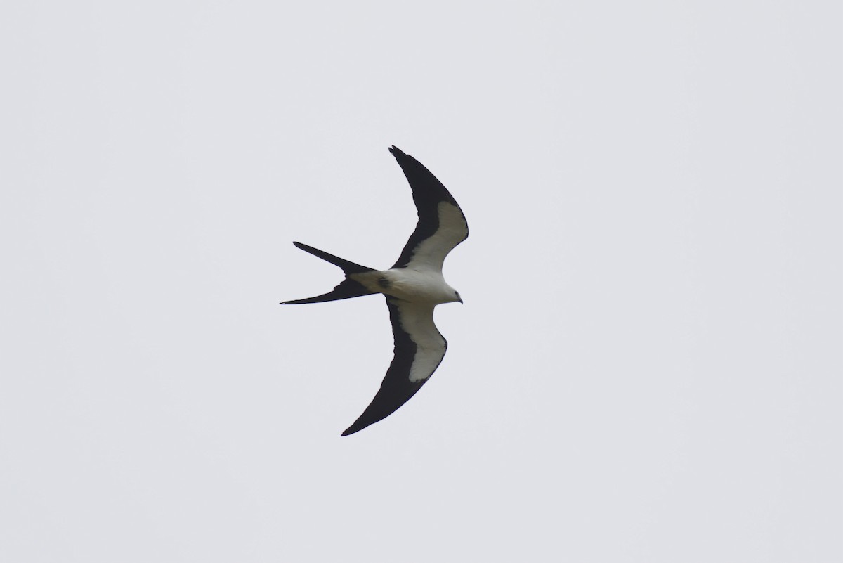 Swallow-tailed Kite - ML616841478