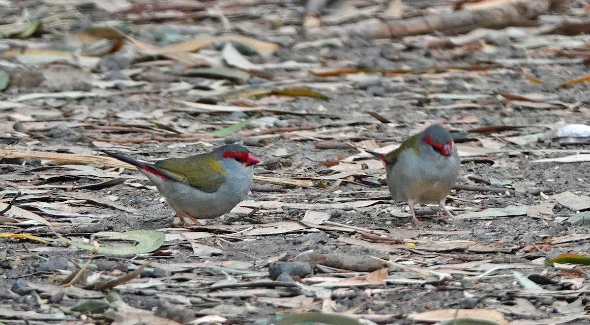 Red-browed Firetail - ML616841560