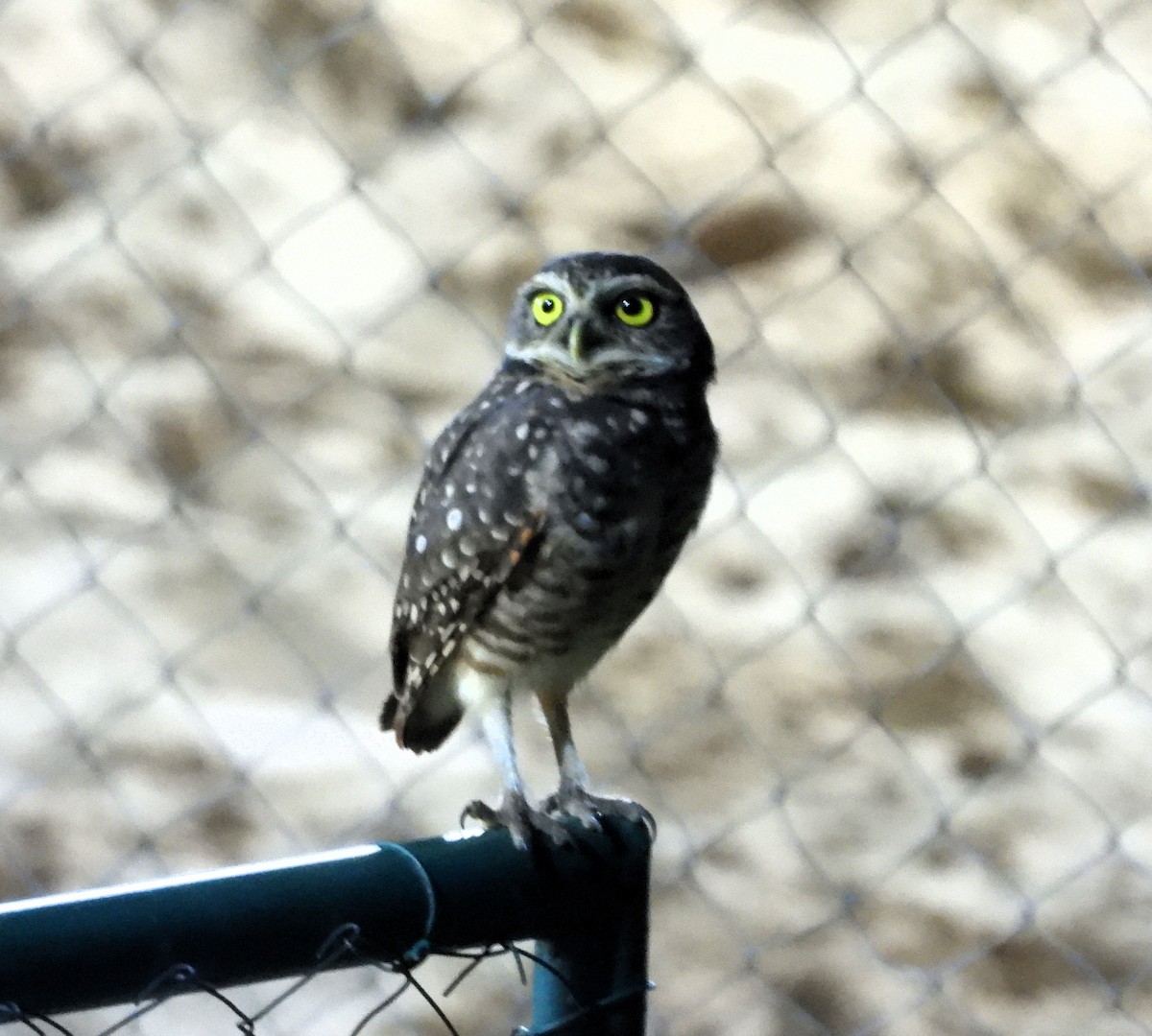 Burrowing Owl - ML616841686