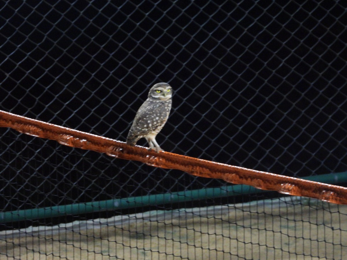 Burrowing Owl - ML616841689