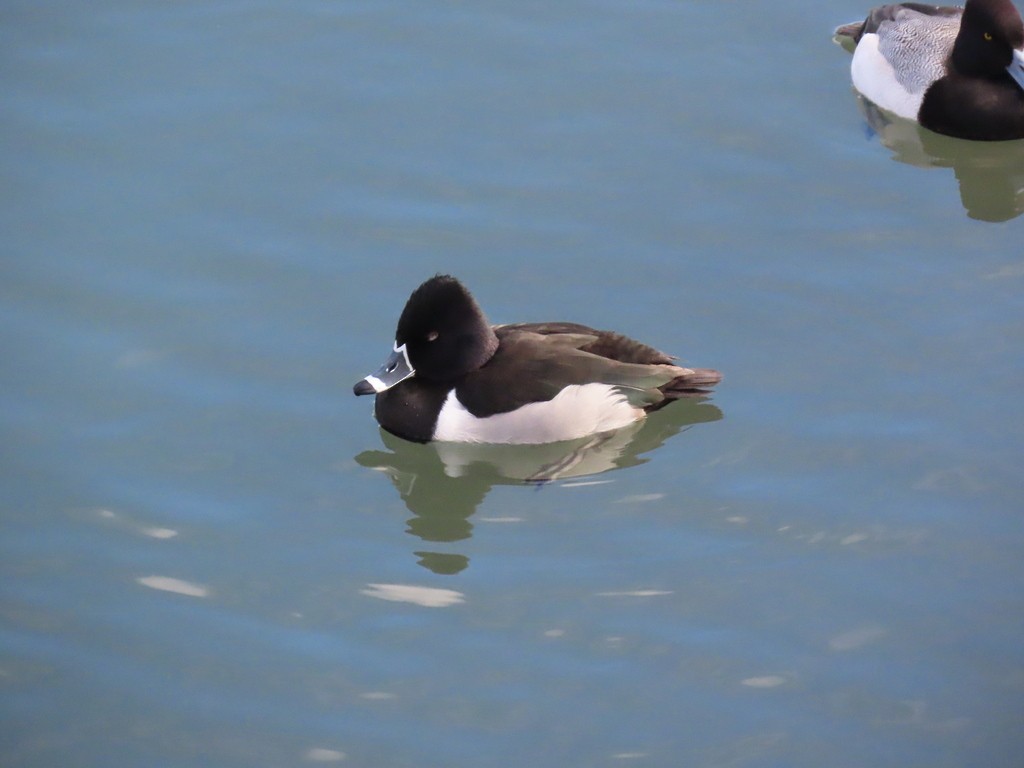 Ring-necked Duck - ML616841759