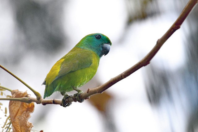 Guaiabero at Subic Bay--Cubi Point by Dave Beeke