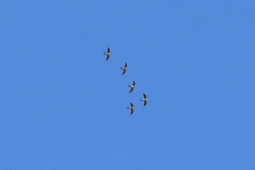 Swallow-tailed Kite - ML616841961
