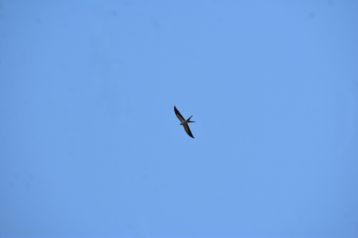 Swallow-tailed Kite - ML616841962