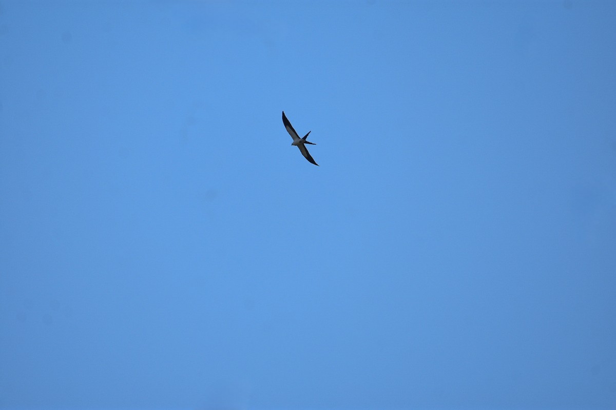 Swallow-tailed Kite - ML616841963