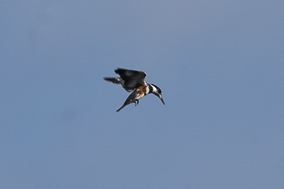 Belted Kingfisher - ML616841969