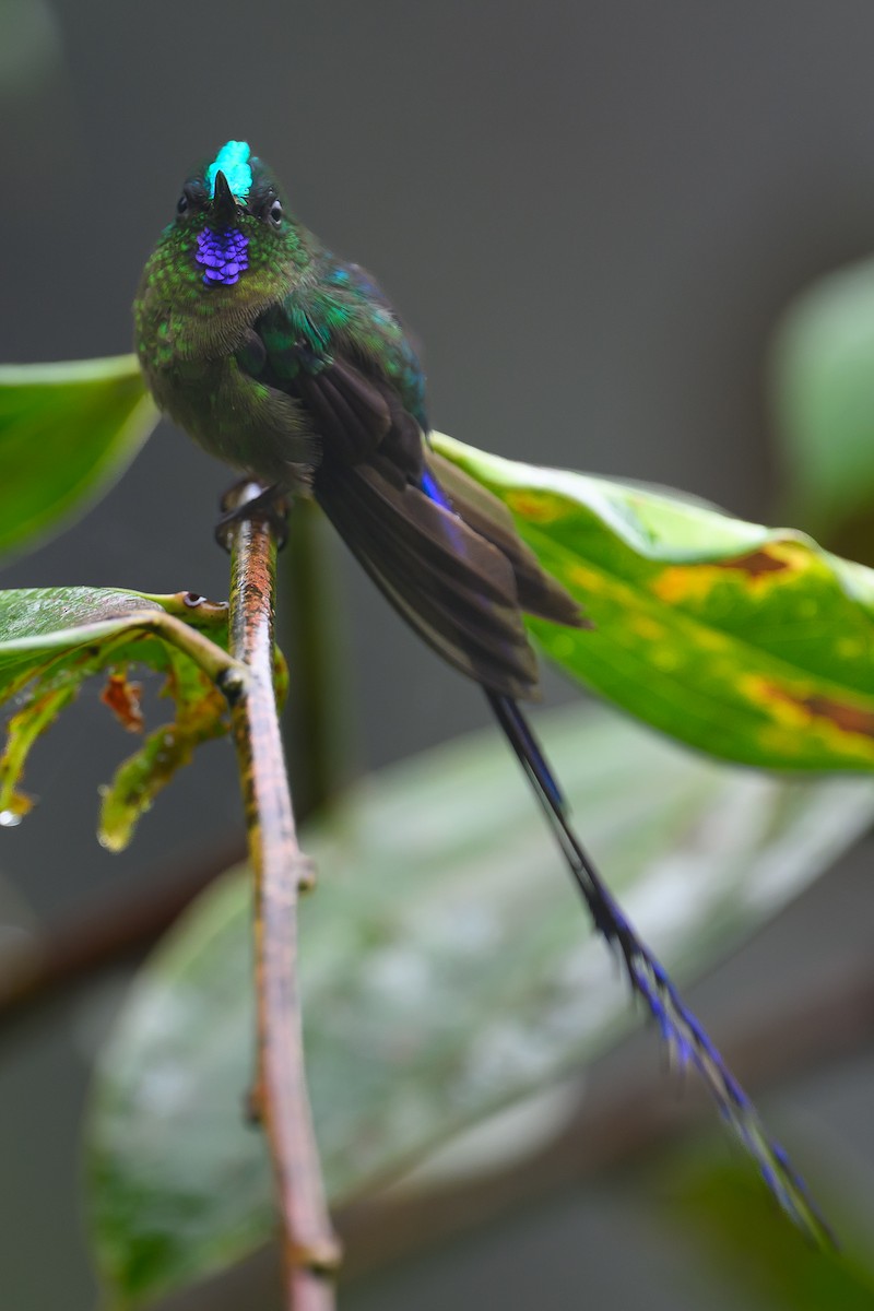Violet-tailed Sylph - ML616841997