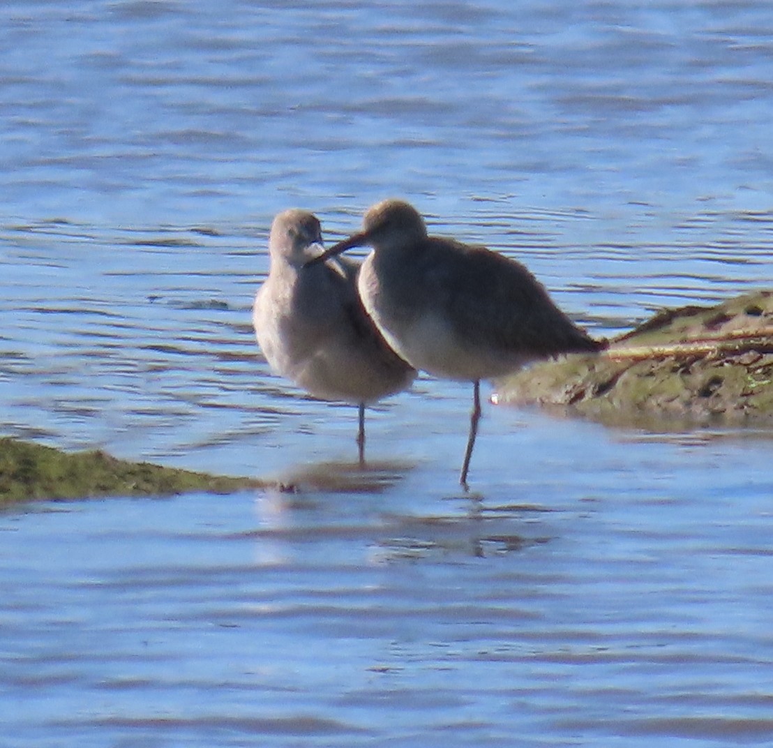 Long-billed Dowitcher - ML616842039