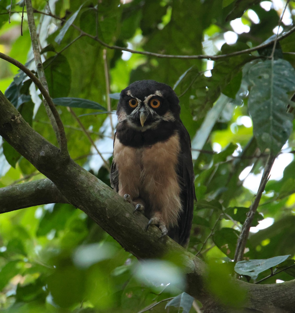 Spectacled Owl - ML616842049