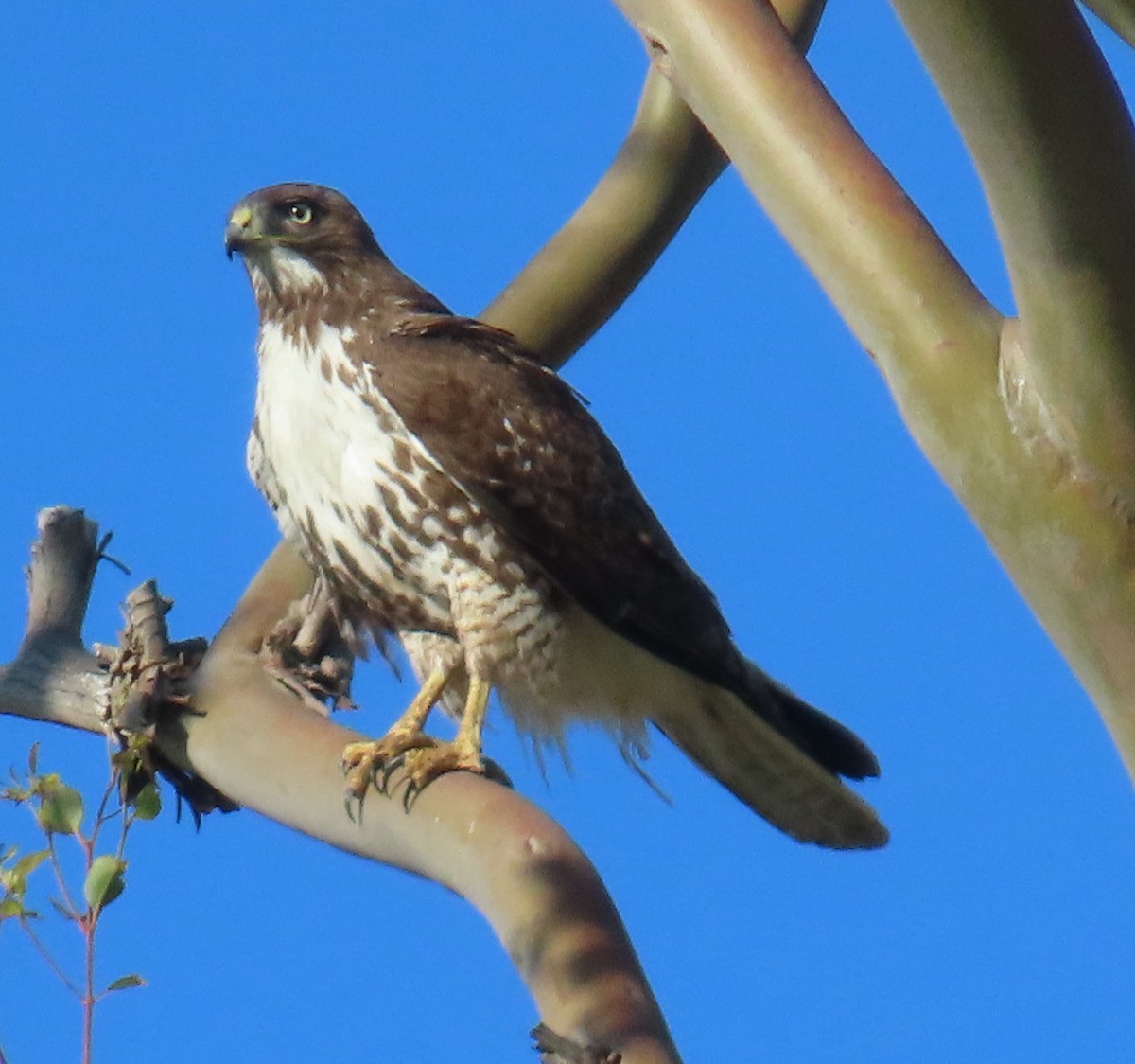 Red-tailed Hawk - ML616842065