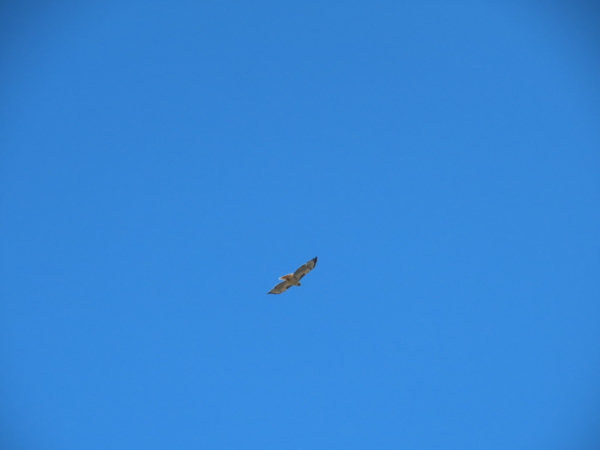 Red-tailed Hawk - ML616842117
